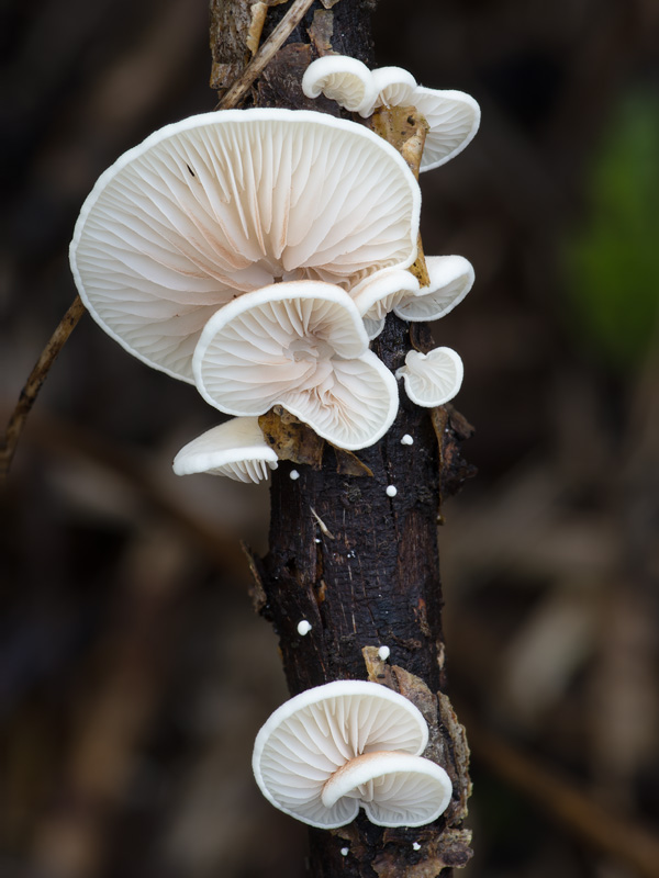 Crepidotus luteolus